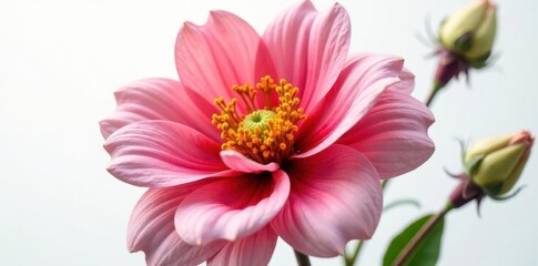 stunning flower bloom in detail isolated on white background, flower bloom, nature, botanical art