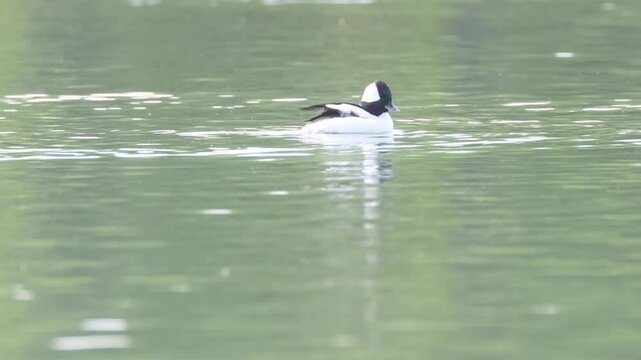 Male bufflehead (Bucephala albeola) preening and gliding on calm water in the Sacramento River near Turtle Bay, Redding, California.