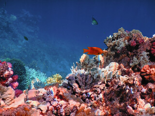 Sea world of Sharm el-Sheikh
