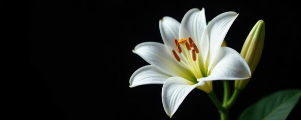 Fototapeta premium Single white lily isolated on dark background, bloom, flowers