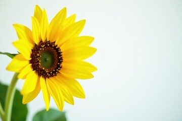 Obraz premium Simple sunflower with big bright yellow petals, sunflower, , yellow