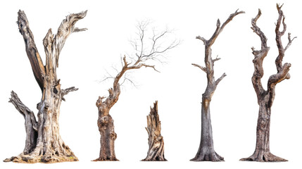 Set collection of giant old dead trees isolated on white background
