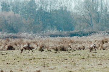 Naklejka premium Fallow Deers in the Dutch Dunes