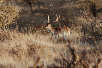 Fallow Deers in the Dutch Dunes