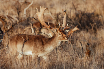 Fallow Deers in the Dutch Dunes