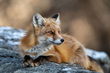 Red Fox Resting On Snowy Rock Close Up Wildlife Portrait