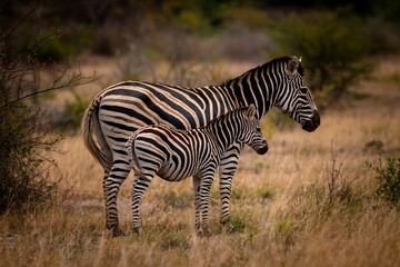 Zebra Family Standing Together In The African Savannah During Golden Hour