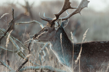 Fallow Deers in the Dutch Dunes