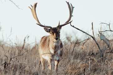 Fallow Deers in the Dutch Dunes