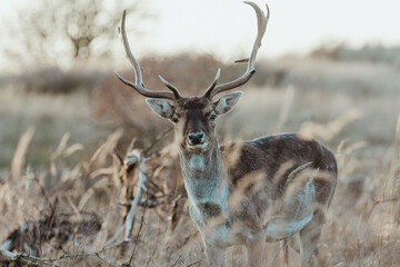 Fallow Deers in the Dutch Dunes