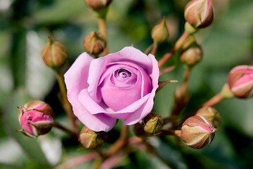 A pink rose blossom from above with surrounding closed petals. Bokeh background