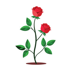 Naklejka premium a vector illustration of a rose plant with rose on a white background
