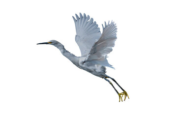 Snowy Egret (Egretta thula) Photo, in Flight Over a Transparent Isolated Background