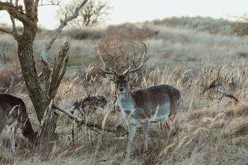 Fallow Deers in the Dutch Dunes