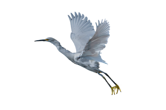 Snowy Egret (Egretta thula) Photo, in Flight Over a Transparent Isolated Background