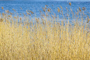 Dense dry golden reeds on blue water background, view of wild vegetation, natural organic texture
