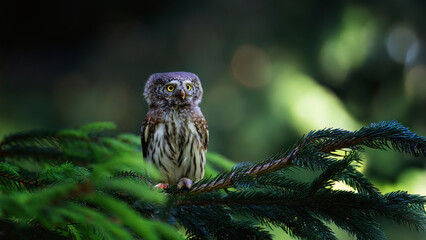Glaucidium passerinum sits on a branch and looks at the prey.