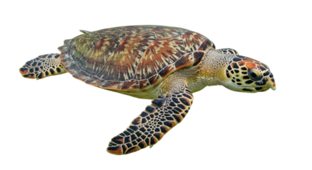 Isolated Sea Turtle