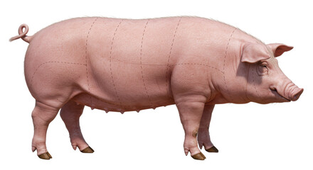 Isolated Pig Illustration with Butchery Cuts