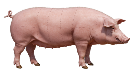 Isolated Pig Illustration with Butchery Cuts