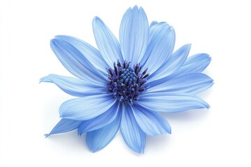 Close up of a single blue cornflower with a dark purple center on a white background isolated shot