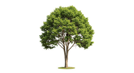Isolated Green Tree
