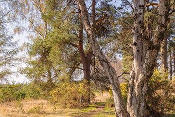 Silver birch tree and gorse bushes.