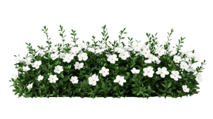Lush green ground cover with white blossoms, cut out transparent