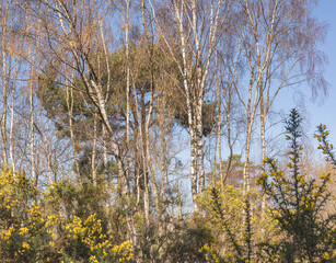 Silver birch tree and gorse bushes.
