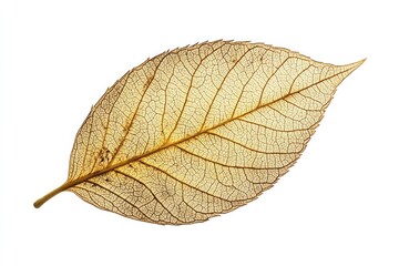 Obraz premium Close up of a translucent brown leaf with intricate vein patterns isolated on a white background