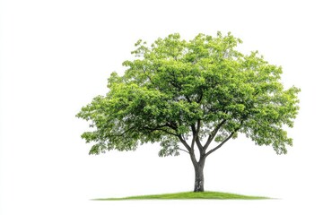 Obraz premium A single tree with green leaves and a brown trunk standing on a small patch of green grass isolated