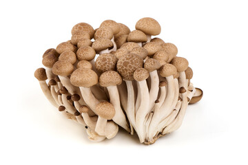 Fresh brown shimeji mushrooms (beech mushrooms) isolated on white background