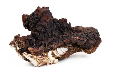 Wild harvested birch chaga mushroom isolated on white background.