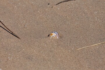 shell in sand in Formby - Merseyside - United Kingdom