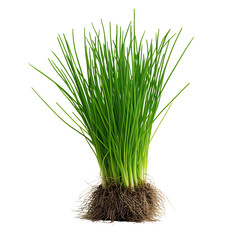 A Small Chive Plant with Thin Green Stalks Isolated on Transparent Background