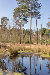 Woodland scene and water.