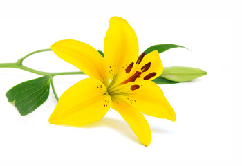 Obraz premium Beautiful Lily flower isolate on white 