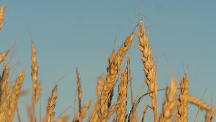 Golden wheat swaying gently breeze, vast field ripe wheat under clear blue sky, Close-up wheat grains ready harvest, field blue sky background. wheat tall dry, hope hard work, Endless horizons