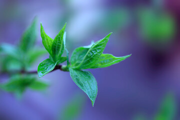 Spring plants on nature background