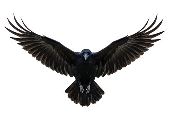 Obraz premium A solitary raven soaring with wings spread wide against isolated on white background