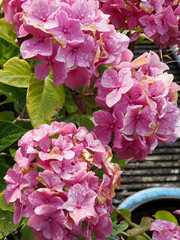 Close-up of some vibrant pink hydrangea flowers with waterdrops on the petals