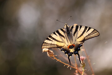 una farfalla podalirio
