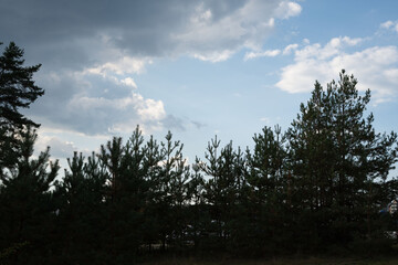 photo Serene outdoor landscape capturing evergreen forest under dramatic cloudy sky with vibrant natural light revealing depth and beauty of the wilderness scenery
