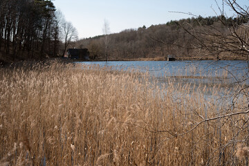 tranquil lakeside scene with tall golden reeds, naked trees, and a distant house under clear blue sky, evoking a serene and natural winter atmosphere along the water's edge, brown, grey, country