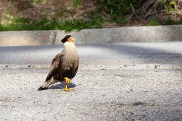 A caracara hawk standing on one leg and looking sideways