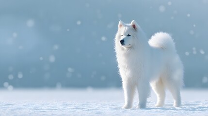 Samoyed Majesty in a Snowy Wonderland: A majestic Samoyed dog stands proudly amidst a serene snowy landscape, its pristine white fur contrasting beautifully against the soft.