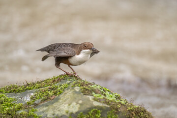 Dipper about to fly from a moss covered rock in a river, close up