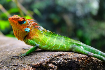 buntes Chamäleon im Nationalpark in Sri Lanka