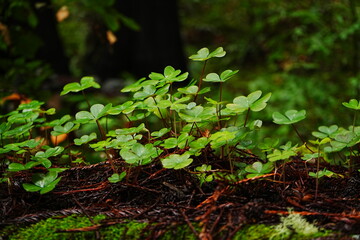 Muir Woods Reservations in San Francisco, United States - アメリカ サンフランシスコ ミュアウッズ国定公園
