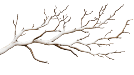 Dry branch isolated on transparent background, nature , cut out transparent